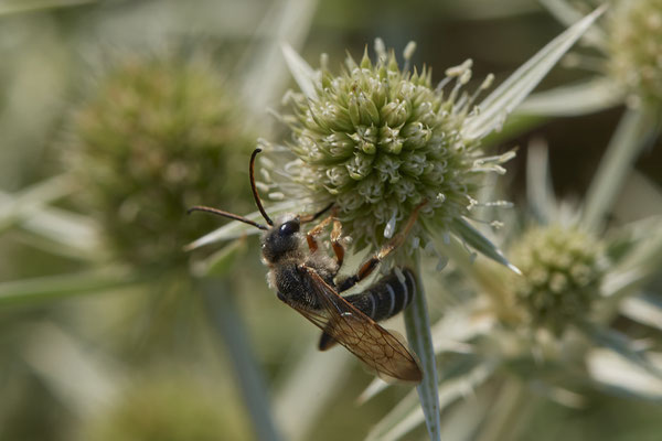 Halictus quadricinctus - Dinslaken Emschermündung - 51°33`56.26" 6°41`27.74" - (08.08.2020) - Rote Liste: Kategorie 3: Gefährdet