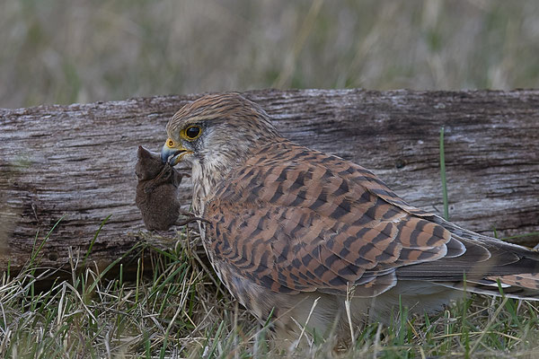 Der Turmfalke holte sich die früher versteckte Spitzmaus aus dem Versteck