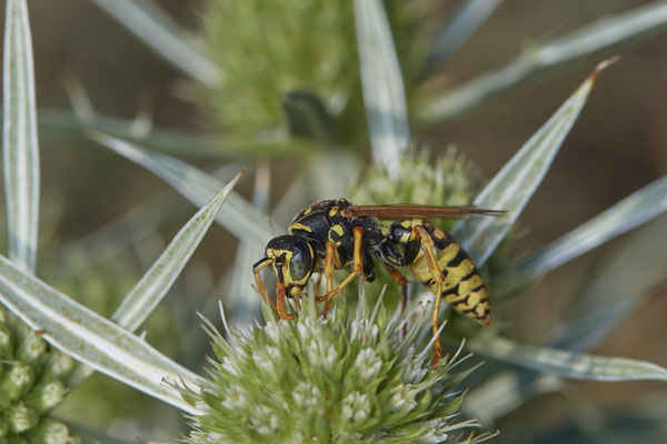 Polistes dominula / Gallische Feldwespe - Dinslaken Emschermündung - 51°33`56.26" 6°41`27.74" - (08.08.2020)