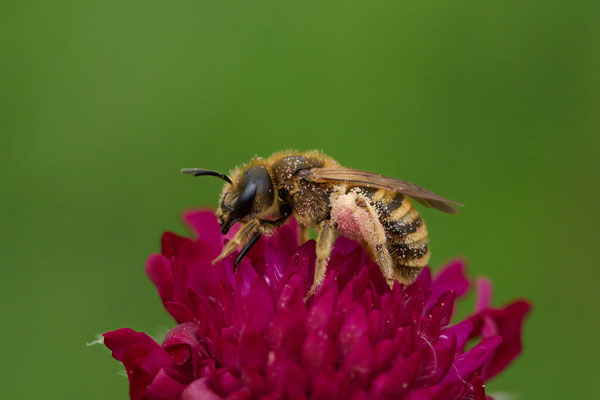 Halictus scabiosae - Oberhausen - Garten - 03.06.2026