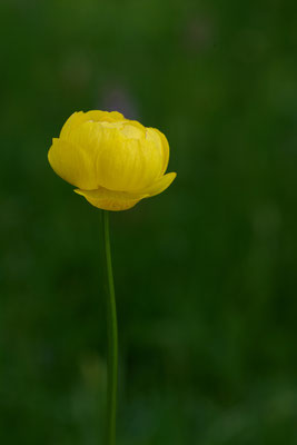 Trollblume - (Urlaub im Allgäu / Bayern vom  08.06. bis 19.06.2025)