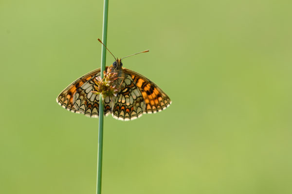 Wachtelweizen-Scheckenfalter - (Urlaub im Allgäu / Bayern vom  08.06. bis 19.06.2025)