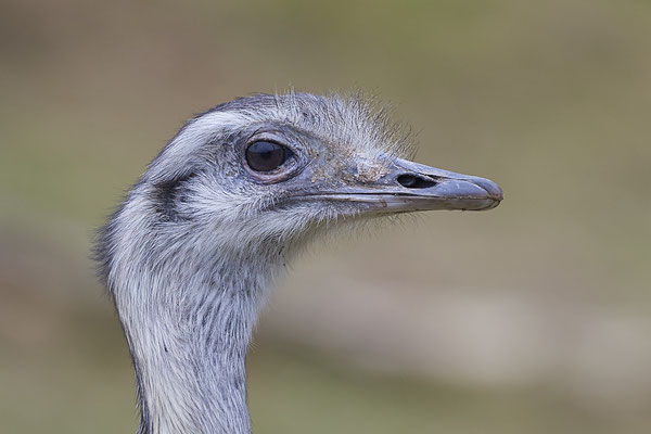 Nandu - Vogelpark Eckenhagen