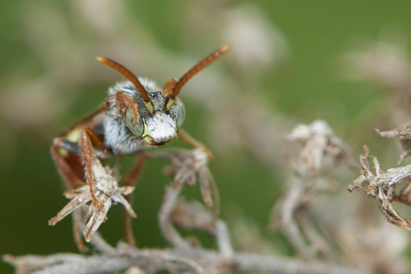 Nr.0511 - Nomada alboguttata / Weißfleckige Wespenbiene - OB LMB - 51°29`11.55" 6°53`53.48" - (11.05.2019)
