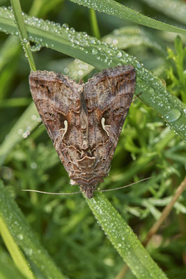 Gammaeule - Rheindeich DIN Emschermündung - (21.07.2021)