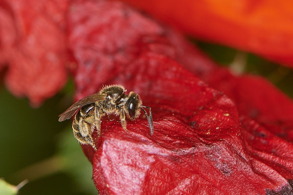 Nr.0750 - Lasioglossum calceatum / Gewöhnliche Schmalbiene - f - OB Hoag Fahrradtrasse - 51°30`13.64" 6°50`46.65" - (19.06.2019)