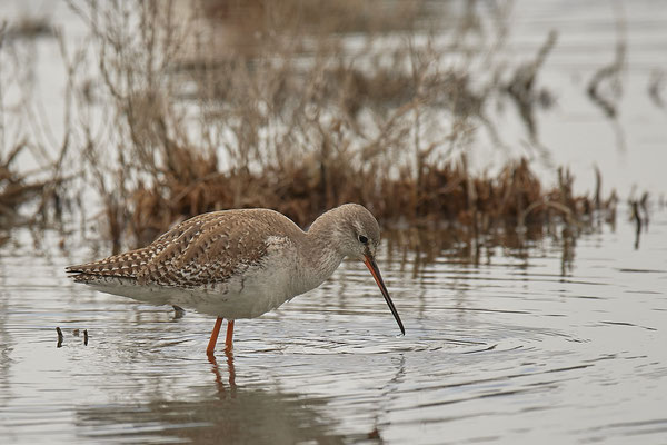 Dunkler-Wasserläufer ( Naturpark Albufera )