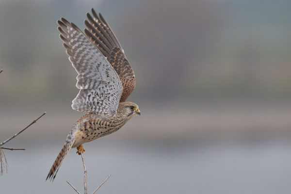 Turmfalke