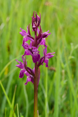 Breitblättriges Knabenkraut - (Urlaub im Allgäu / Bayern vom  08.06. bis 19.06.2025)