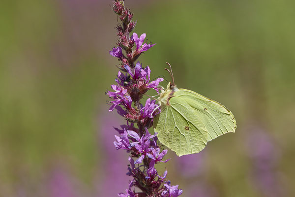 Zitronenfalter - (Urlaub im Allgäu / Bayern vom  08.07. bis 17.07.2022)