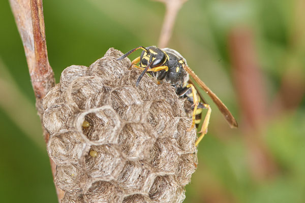 Nr.0384 - Nest 1 - Feldwespe 2 Eier im Nest - OB Neue Mitte 2 - 51°29`17.47" 6°53`51.86" - (02.05.2019)