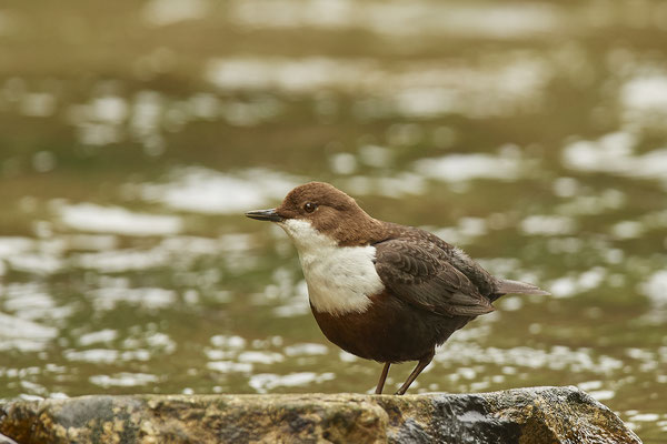 Heute bei den Wasseramseln in Ratingen - (03.05.2020) 