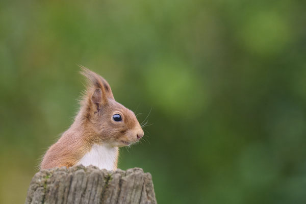 Eichhörnchen