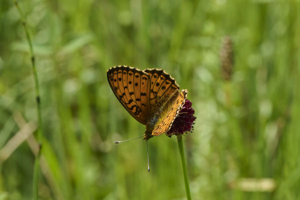 Violetter Silberfalter