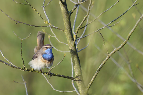 Blaukehlchen - Wanderung durchs Moor