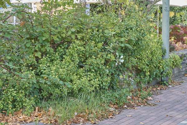 Nr. 03/02 - Bienen und andere Insekten im Efeu - Dinslaken-Hiesfeld Kirchstraße gegenüber vom Mühlenmuseum ( 20.09.2018 )