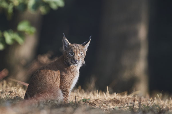 Luchs - 2ter Tag im Biotopwildpark Anholter Schweiz - (22.09.2020)