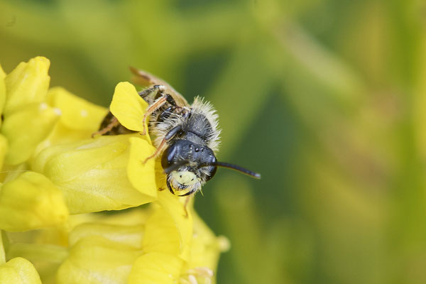 Nr.0432 - Andrena chrysosceles m / Gelbbeinige Kiel-Sandbiene - OB Neue Mitte 2 - 51°29`09.65" 6°53`45.26" - (07.05.2019)
