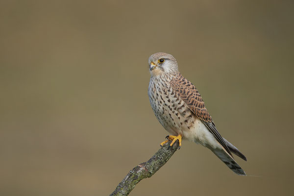 Turmfalke Weibchen - In den Rheinauen bei Dinslaken - (16.03.2020)