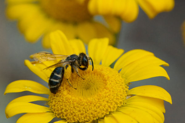 Andrena flavipes - Garten