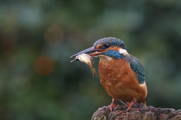 Eisvogel im Garten - (20.10.2019)