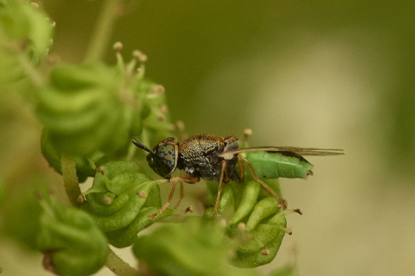 Waffenfliege Oplodontha viridula - Duisburg Landschaftspark Duisburg-Nord Emscher - (17.07.2020)