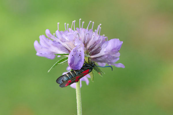 Sechsfleck-Widderchen