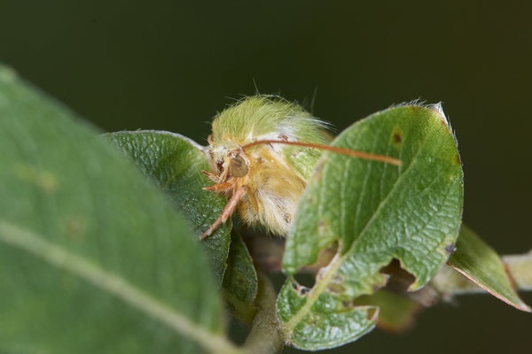 Buchen-Kahneule - Hünxe - (26.06.2022)