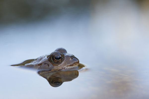 Auch die Grasfroschsaison hat gestartet - Garten - (30.03.2021)