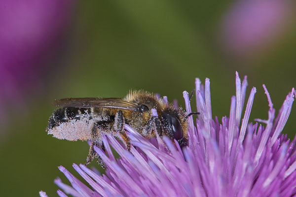 Nr.0722 - Megachile versicolor / Bunte Blattschneiderbiene - w - OB Neue Mitte 2 - 51°29`13.68" 6°53`13.28" - (16.06.2019)