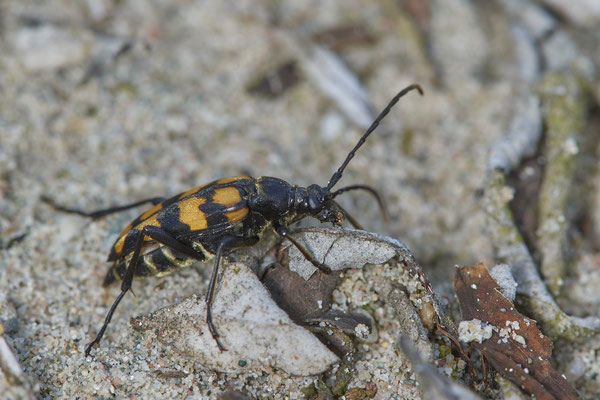 Nr.0770 - Leptura quadrifasciata / Vierbindige Schmalbock - OB LMB - 51°29`11.55" 6°53`53.48" - (16.06.2019)