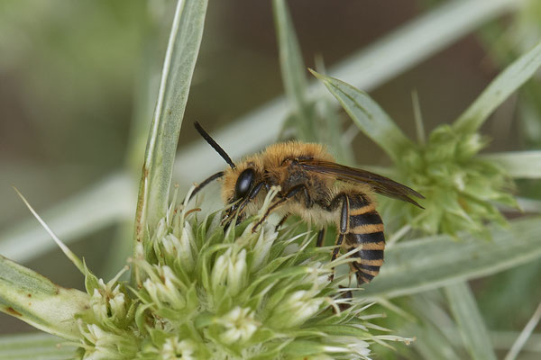 Colletes hederae / Efeu-Seidenbiene - Mehrum Rheinvorland - 51°34`19.93" 6°37`51.41" - (15.08.2020)