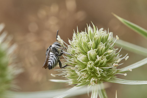 Coelioxys afra - Kegelbiene - Dinslaken Emschermündung - 51°33`56.26" 6°41`27.74" - (13.08.2020) - Rote Liste: Kategorie 3: Gefährdet
