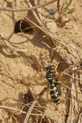 Nr.0742 - Cerceris rybyensis / Bienenjagende Knotenwespe - f - OB-Waldteich 2 - 51°31`32.65" 6°49`41.61" - (19.06.2019)