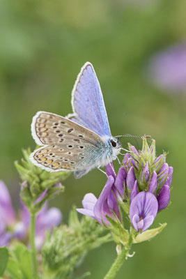 Hauchel-Bläuling - Rheindeich DIN Emschermündung - (21.07.2021)