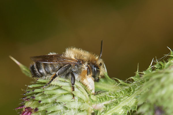 Nr.0725 - Megachile willughbiella / Garten-Blattschneiderbiene - m - OB Neue Mitte 2 - 51°29`13.68" 6°53`13.28" - (16.06.2019)