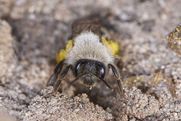 Andrena vaga ? - Rhede - 51°49`36.60" 6°41`17.30" - (25.04.2021)