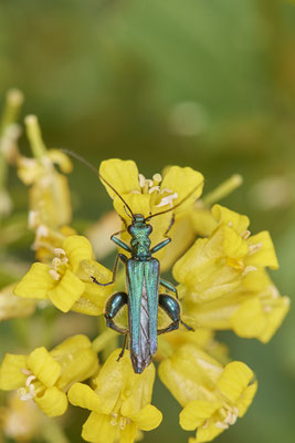 Nr.0422 - Oedemera nobilis / Grüner Scheinbockkäfer - OB Neue Mitte 2 - 51°29`09.65" 6°53`45.26" - (07.05.2019)