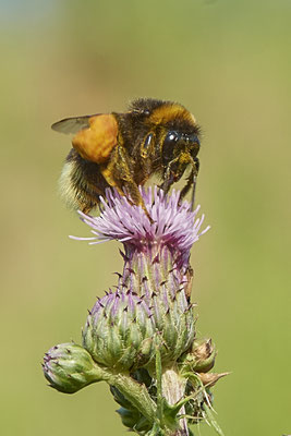 Nr.0821 - Bombus terrestris / Dunkle Erdhummel - OB LMB - 51°29`11.55" 6°53`53.48" - (24.06.2019)
