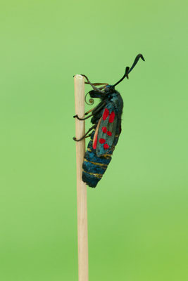 Schlupf vom Sechsfleck-Widderchen