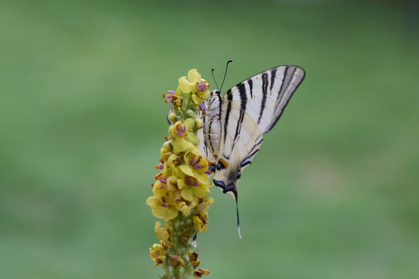 Segelfalter - (Urlaub Mosel Valwig vom  08.06. bis 11.06.2023 mit der Nabu Herne)