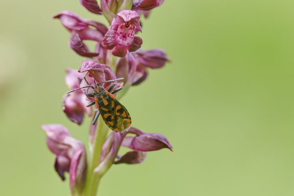 Wanzen-Knabenkraut - hier mit einer Wanze "Knappe" als Bestäuber
