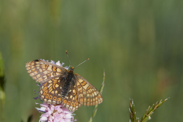 28 - Euphydryas aurinia / Skabiosen-Scheckenfalte oder auch Goldener Scheckenfalter - Vom 13.6. bis 20.6.2021 Urlaub im Allgäu