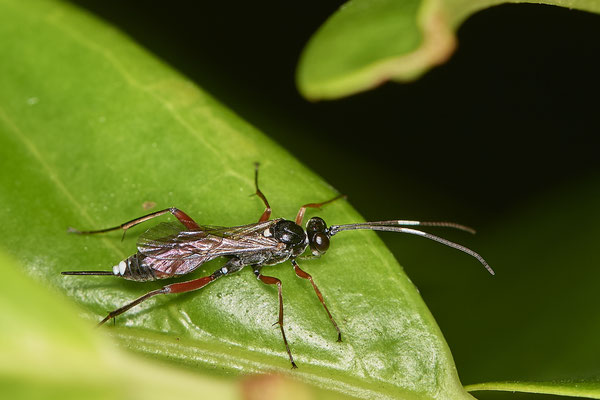 Nr.0994 - Schlupfwespe - ( Ichneumon stramentarius ? ) - Geestland Am Ochsenturm - 53°36`53.27" 8°31`02.53" - (23.07.2019)