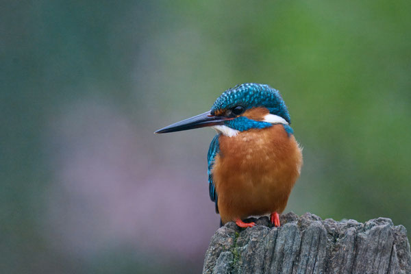 Eisvogel - heute Morgen, 7:00 Uhr, Iso 6400 - im Garten