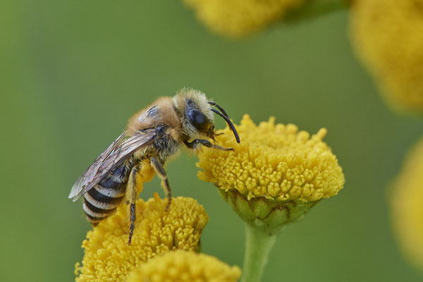 Nr.1124 - Colletes daviesanus / Buckel-Seidenbiene - OB Zeche Sterkrade - 51°31`11.24" 6°50`15.70" - (10.08.2019)