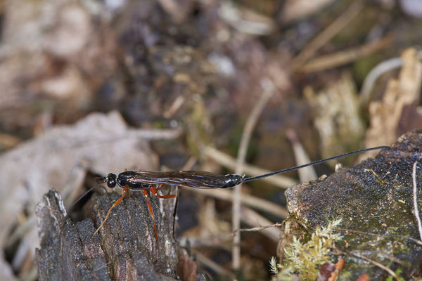 Nr.0452 - Schlupfwespe - WES Lippedünen Aaper Vennekes - 51°39`22.37"  6°40`44.45" - (09.05.2019)