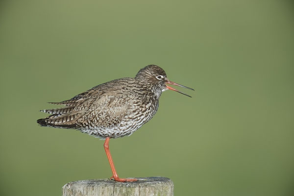 Rotschenkel