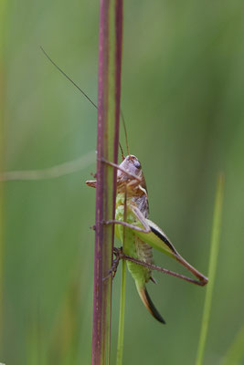 Metrioptera brachyptera / Kurzflügelige Beißschrecke - (25.07.2020)