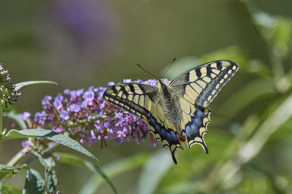 Schwalbenschwanz im Landschaftspark DU